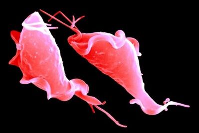 protozoan trichomonas parasites