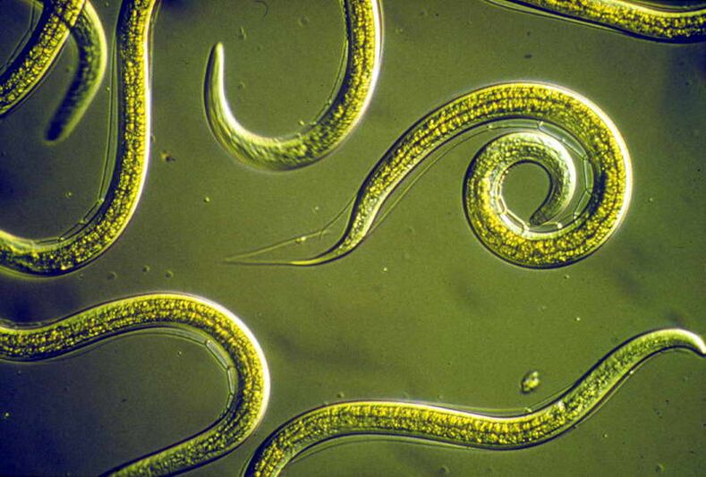 nematodes